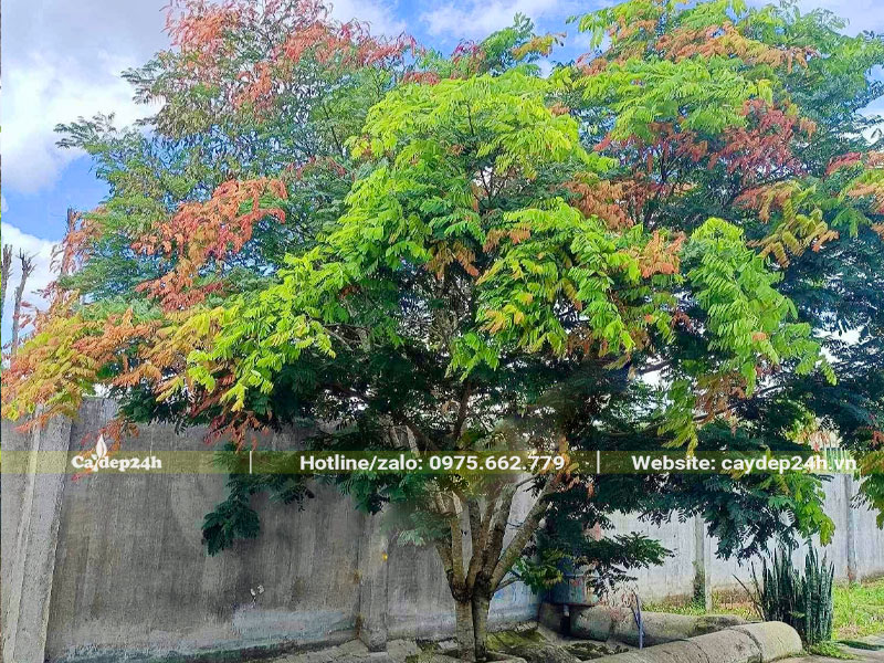 Hình ảnh cây Cẩm Lai đang ra lá non màu đỏ siêu nổi bật