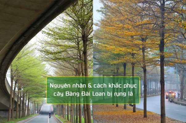 Cây Bàng Đài Loan bị rụng lá vào mùa Đông, khi lá đã già và đổi màu