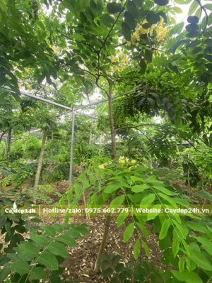 Nhà vườn trồng số lượng lớn cây Muồng Cầu Vồng trưởng thành
