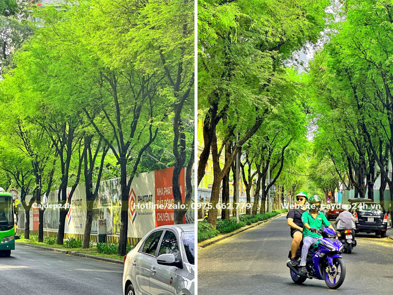 Những hàng cây me lâu năm trồng trên đường phố tại Sài Gòn