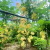 Cây Muồng Cầu Vồng trưởng thành đang nở hoa đẹp