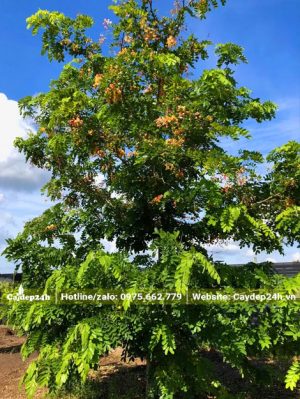Cây Muồng Cầu Vồng đẹp, cao gần 3m
