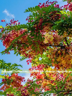 Hoa Muồng Cầu Vồng Hawaii khoe sắc