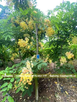 Muồng Cầu Vồng công trình vanh 30 - 40m cao hơn 3m