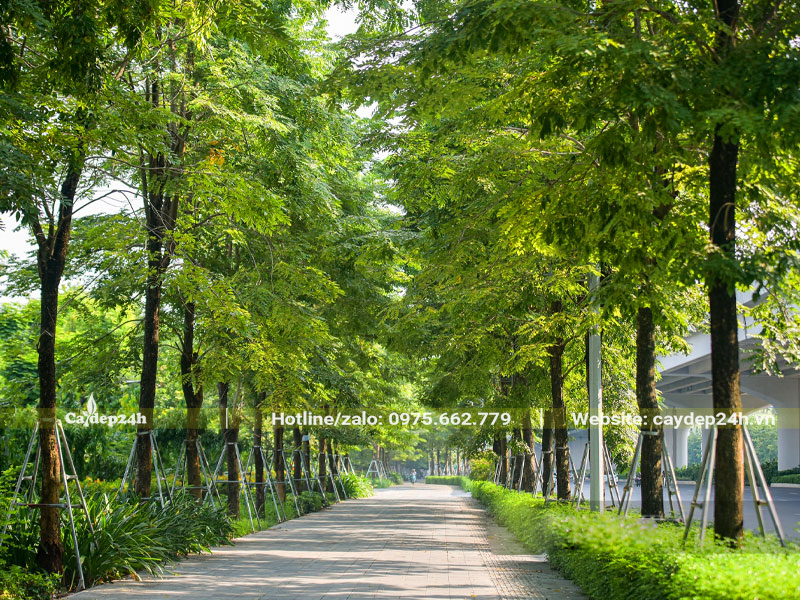 Cây bóng mát trồng vỉa hè đường phố