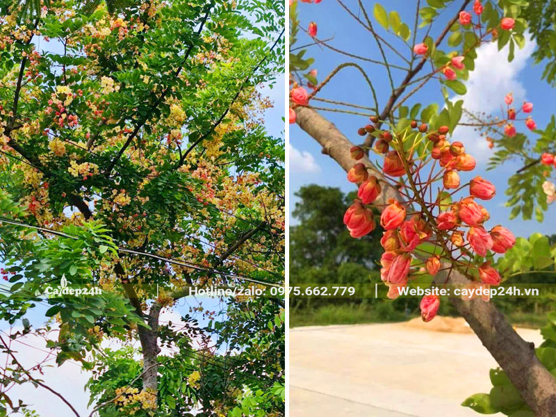 Trồng cây hoa Muồng Cầu Vồng Hawaii ở vỉa hè đường phố