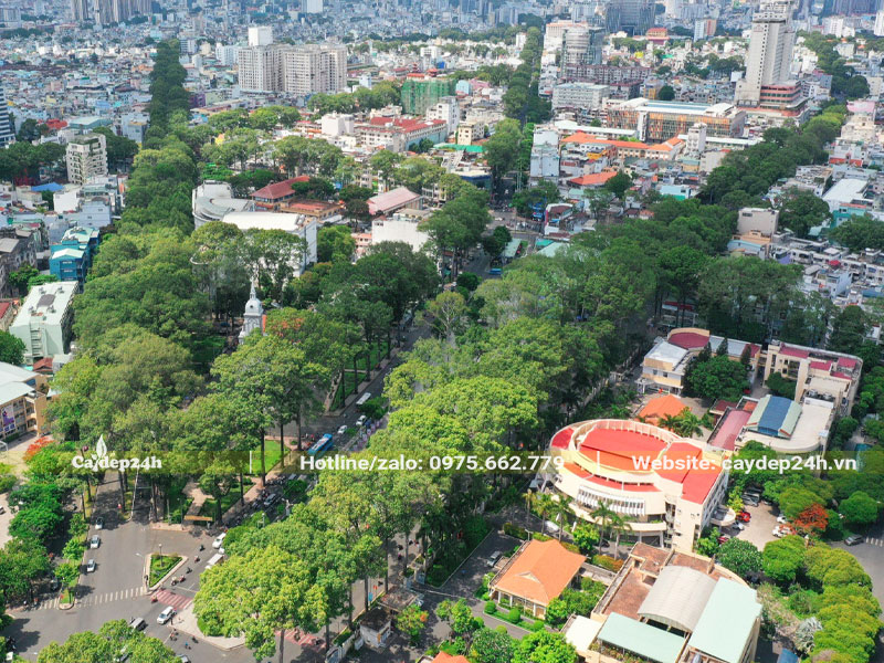 Lựa chọn cây trồng đường phố phù hợp với địa hình, không gian, quy hoạch đô thị