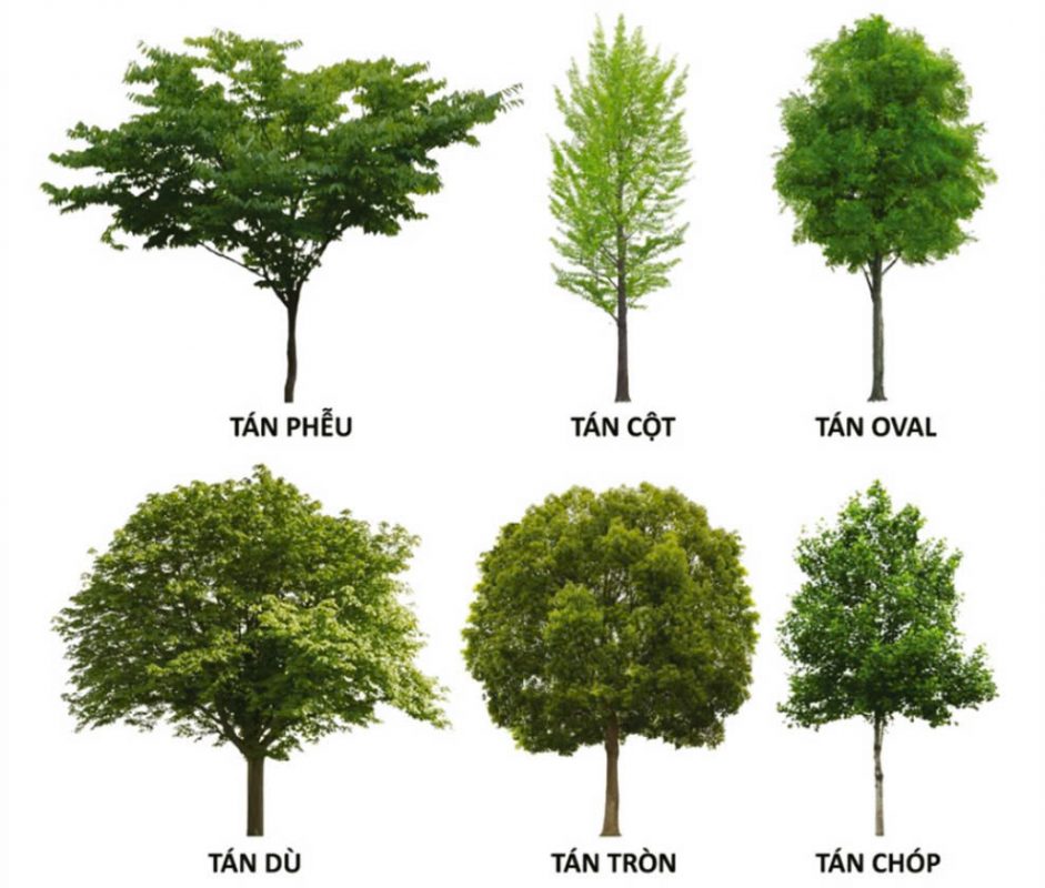 Hình ảnh minh hoa cho các dạng tán cây trồng đường phố phổ biến
