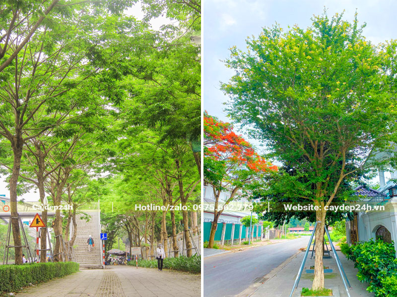 Lựa chọn cây trồng đường phố theo diện tích vỉa hè, không gian trồng