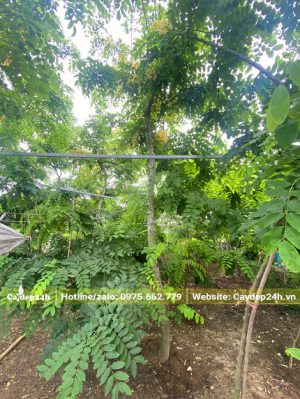Cây thuần dáng chưa cắt tỉa, chiều cao hơn 3m