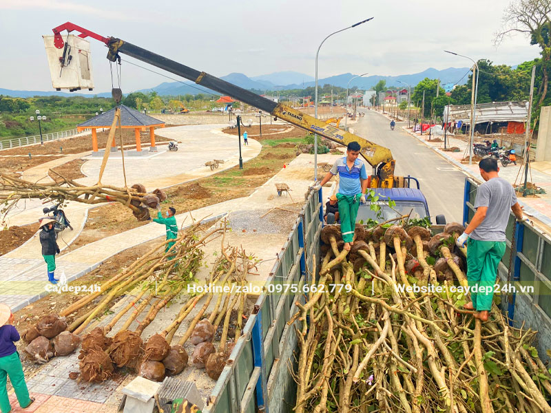 Tập kết và thi công trồng số lượng lớn cây ban tây bắc cho đường phố đô thị