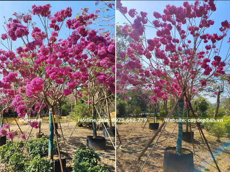 Có mấy loại cây phong linh hoa đẹp, ấn tượng