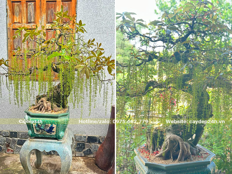 Những chậu cây Lộc Vừng bonsai nở hoa đẹp