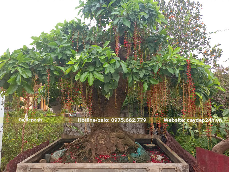 Chậu cây Lộc Vừng cổ thụ trồng thả nước