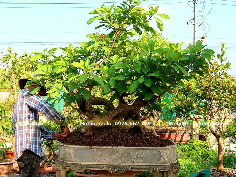 Công nhân đang tách cây Lộc Vừng trồng chậu lâu năm
