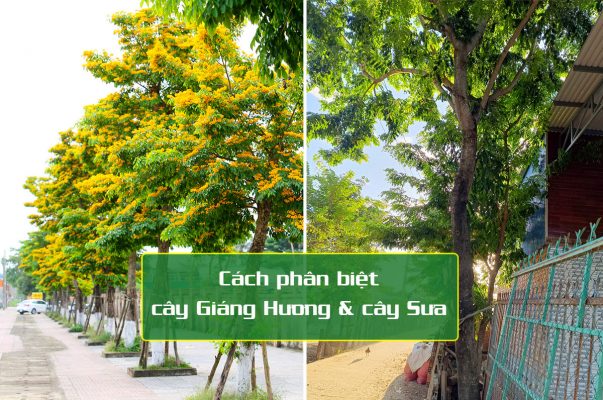 Hình ảnh phân biệt cây giáng hương và cây sưa