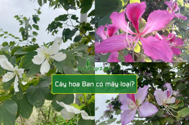 Cây hoa ban có mấy loại