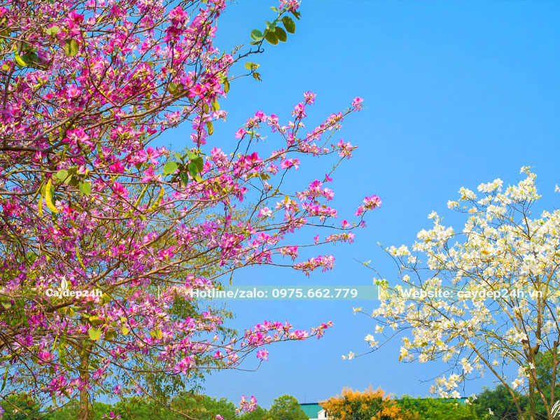 Hình ảnh cây hoa ban màu hồng và trắng
