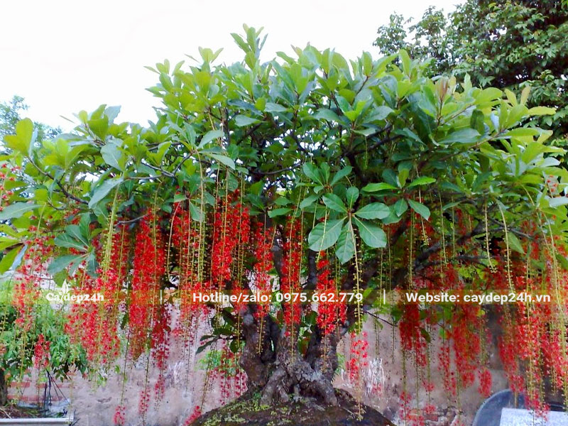 Chậu cây Lộc Vừng nở hoa đỏ xinh đẹp