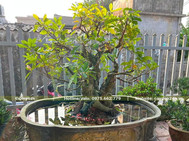 Trồng cây Lộc Vừng trong nước trang trí sân vườn trước nhà