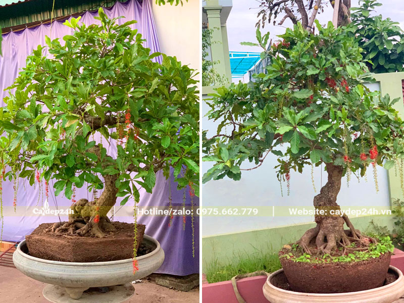 Cách trồng cây Lộc Vừng trong nước còn nguyên giá thể bầu