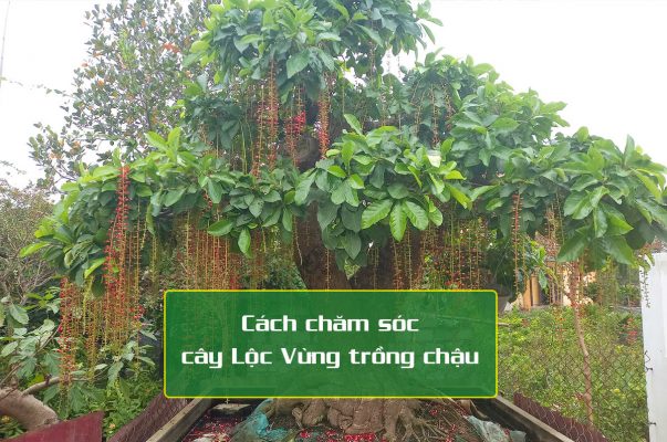 Chăm sóc cây Lộc Vừng trồng chậu ra hoa đẹp