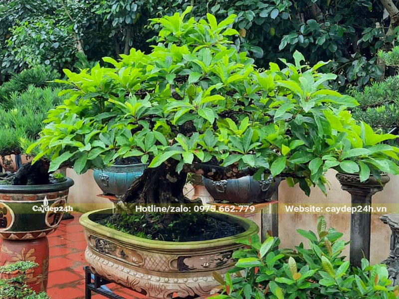 Cây Hoa Lộc vừng trồng trong chậu dáng bay đẹp