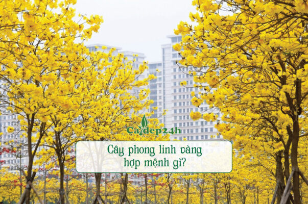 Cây Phong Linh hoa vàng rực hợp với mệnh gì