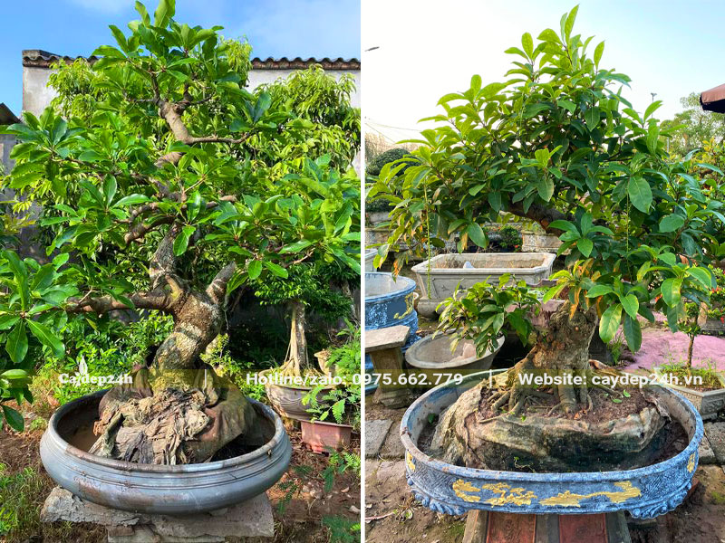 Chậu cây Lộc Vừng thả nước đẹp
