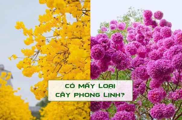 Có mấy loại cây Phong Linh công trình phổ biến để trồng vỉa hè, sân vườn, công viên, trường học