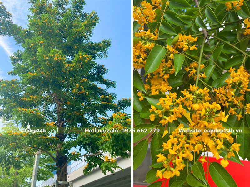 Cây Giáng Hương ra hoa đẹp