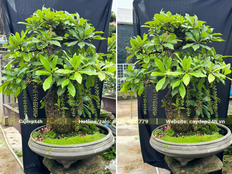 Trồng cây Lộc Vừng trong chậu, đường kính chậu khoảng 50 - 60cm