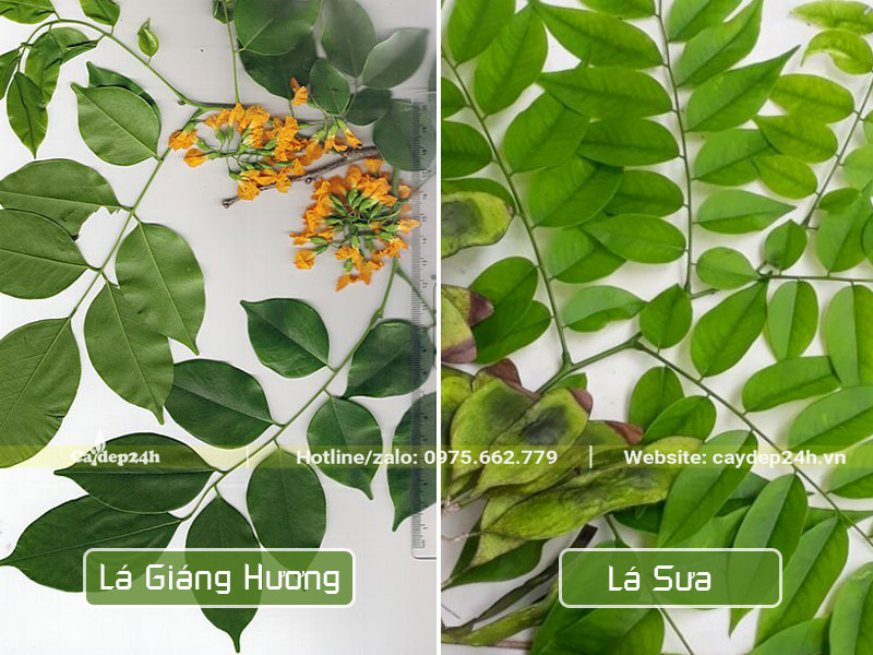 Hình dáng lá cây giáng hương và cây sưa đỏ