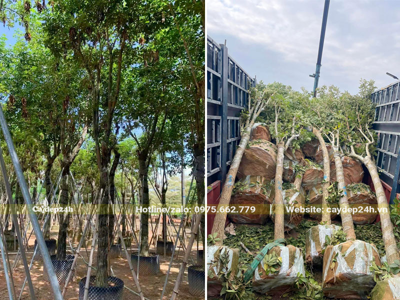 Cây Phong Linh Vàng cổ thụ đã dưỡng ủ nhiều năm