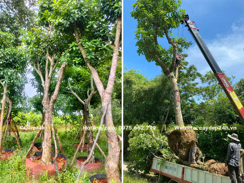 Cây Lộc Vừng dâm ủ vanh gốc 60 - 70cm