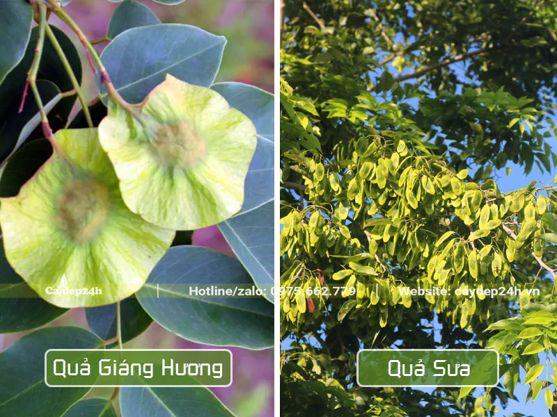 Phân biệt cây Giáng Hương với cây Sưa đỏ qua hình dáng quả
