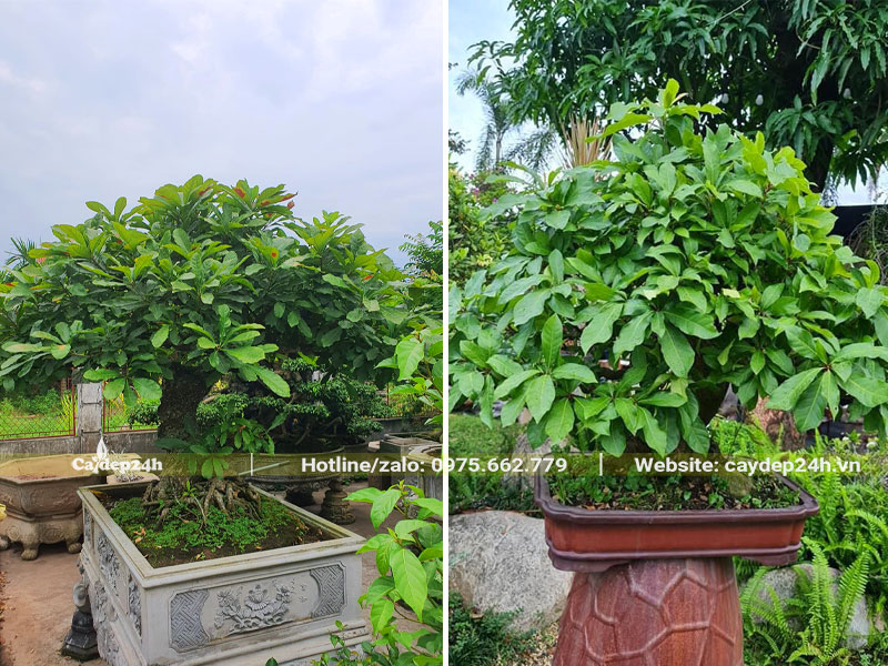 Chậu cây Lộc vừng đẹp, tán lá sum suê, xanh tốt