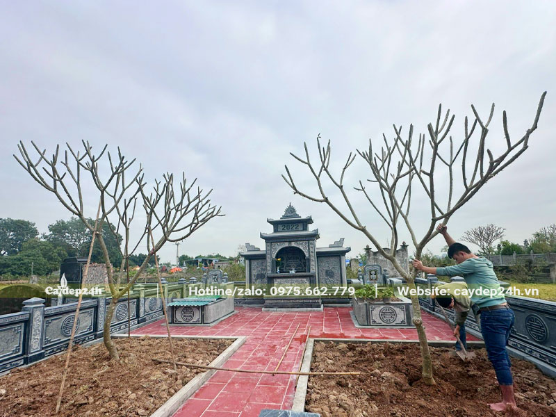 Trồng cây hoa đại ở khu lăng mộ