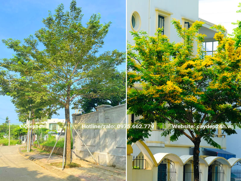 Trồng cây Giáng Hương trước cổng nhà