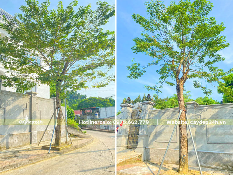 Có nên trồng cây Giáng Hương trước nhà để tạo bóng mát, lấy hoa đẹp trang trí cảnh quan