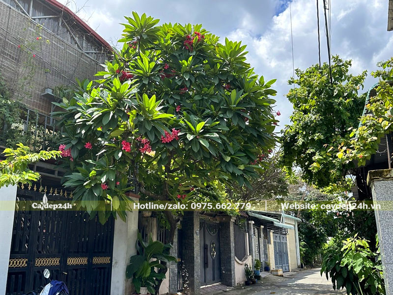 Trồng cây hoa đại trước cổng nhà