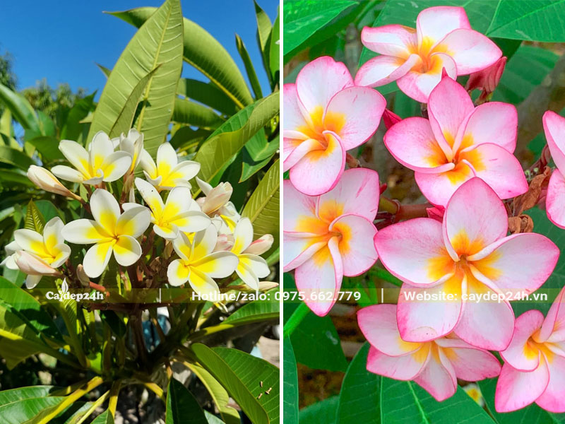 Hoa cây đại vàng và đại đỏ trồng trước nhà