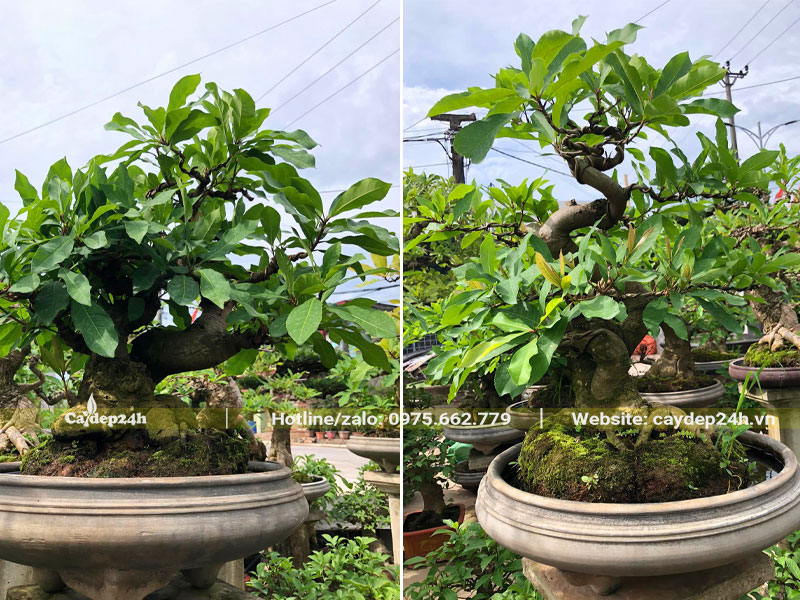 Cây Lộc Vừng thế đẹp, thả trong chậu nước
