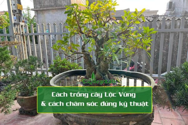 Cách trồng cây lộc vừng trong nước đẹp