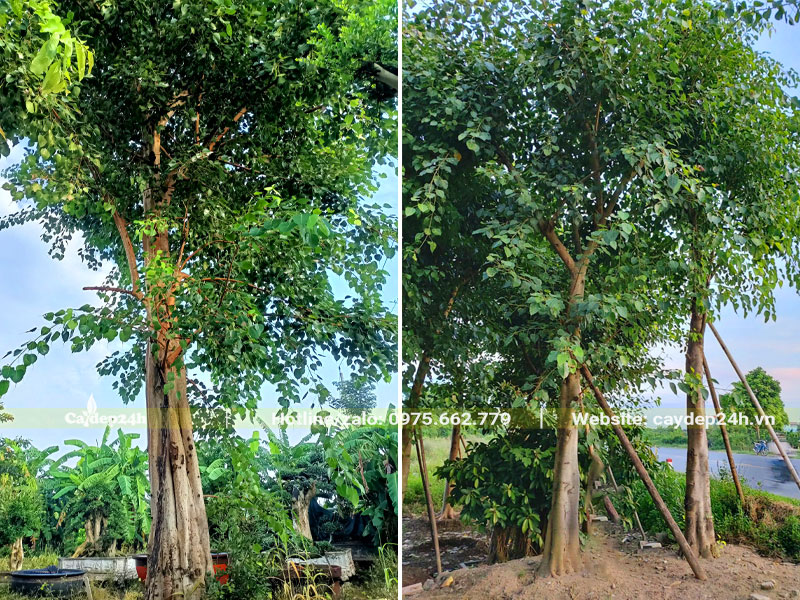 Cây Bồ Đề mọc trước nhà dáng cao 5 - 6m