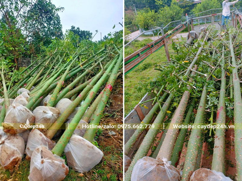 Vận chuyển cây Mỹ Nhân công trình lên xe tải