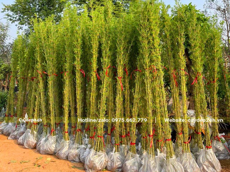Hàng chục bịch cây Trúc Quân Tử trưởng thành chiều cao hơn 2m