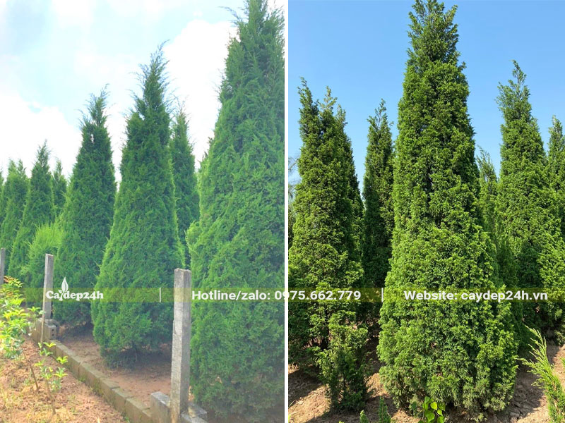 Những hàng cây tùng tháp tại nhà vườn, chiều cao 3 - 4m, đường kính tán 70 - 80cm