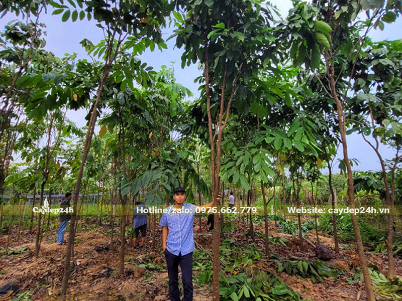 Vườn cây Vàng Anh công trình cao 4m
