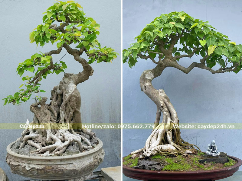 Chậu cây kiểng bonsai bồ đề đẹp